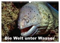 Die Welt unter Wasser (Wandkalender 2026 DIN A3 quer), CALVENDO Monatskalender