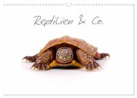 Reptilien & Co. (Wandkalender 2026 DIN A3 quer), CALVENDO Monatskalender