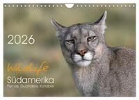 Wildlife Südamerika (Wandkalender 2026 DIN A4 quer), CALVENDO Monatskalender