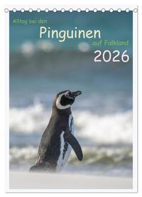 Alltag bei den Pinguinen auf Falkland (Tischkalender 2026 DIN A5 hoch), CALVENDO Monatskalender