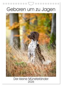 Geboren um zu Jagen. Der kleine Münsterländer (Wandkalender 2026 DIN A4 hoch), CALVENDO Monatskalender