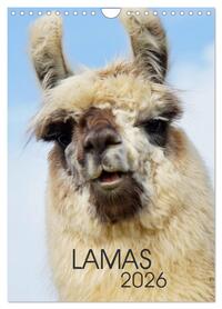 LAMAS (Wandkalender 2026 DIN A4 hoch), CALVENDO Monatskalender