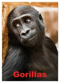 Gorillas (Wandkalender 2026 DIN A2 hoch), CALVENDO Monatskalender