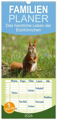 Familienplaner 2026 - Das heimliche Leben der Eichhörnchen mit 5 Spalten (Wandkalender, 21 x 45 cm) CALVENDO