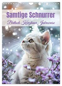 Samtige Schnurrer (Wandkalender 2026 DIN A4 hoch), CALVENDO Monatskalender